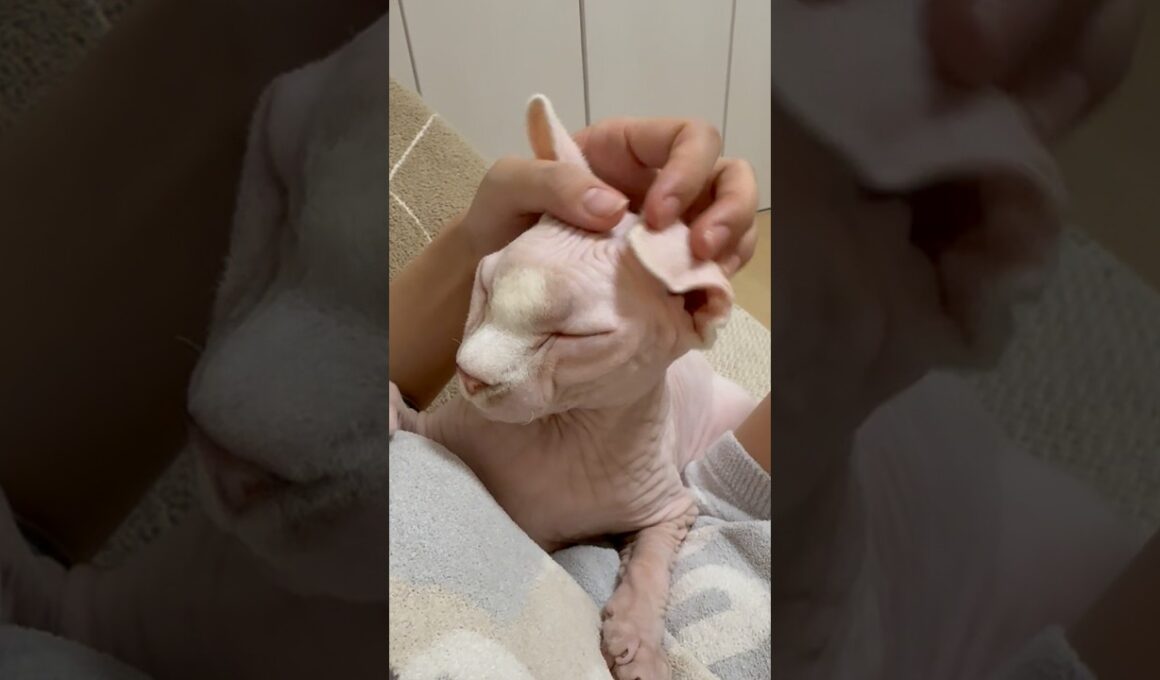 早くママと一緒に眠りたい猫アレクサンドラ【スフィンクス】