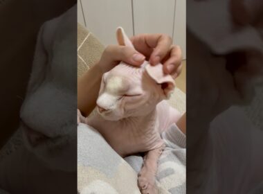 早くママと一緒に眠りたい猫アレクサンドラ【スフィンクス】