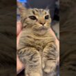【胸プリ】猫が可愛すぎて、笑いが止まらない...www #cat #猫