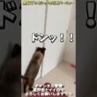 【世界一可愛いシャムミックス】ドアを自在に開け閉めする保護猫バーニィーと締め出された黒猫アル #保護猫 #しゃむねこ #猫のいる暮らし #猫好きさんと繋がりたい #cat #猫のいる生活 #ねこ
