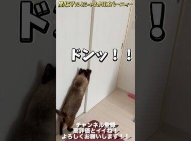 【世界一可愛いシャムミックス】ドアを自在に開け閉めする保護猫バーニィーと締め出された黒猫アル #保護猫 #しゃむねこ #猫のいる暮らし #猫好きさんと繋がりたい #cat #猫のいる生活 #ねこ