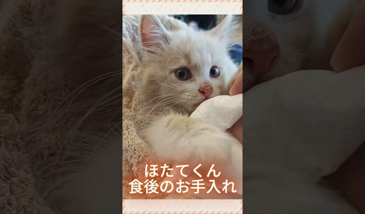 ほたてくんのお手入れ #ラガマフィン  #猫  #ねこのいる日常  #猫好きさんと繋がりたい