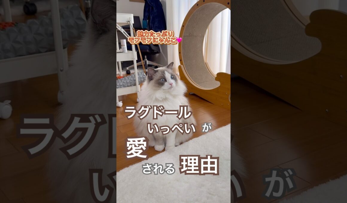 見ればわかる✨ラグドールが愛される理由【いっぺい編】#ラグドール #猫好きさんと繋がりたい #猫のいる暮らし #ねこ動画