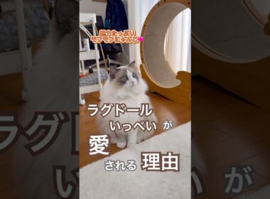 見ればわかる✨ラグドールが愛される理由【いっぺい編】#ラグドール #猫好きさんと繋がりたい #猫のいる暮らし #ねこ動画