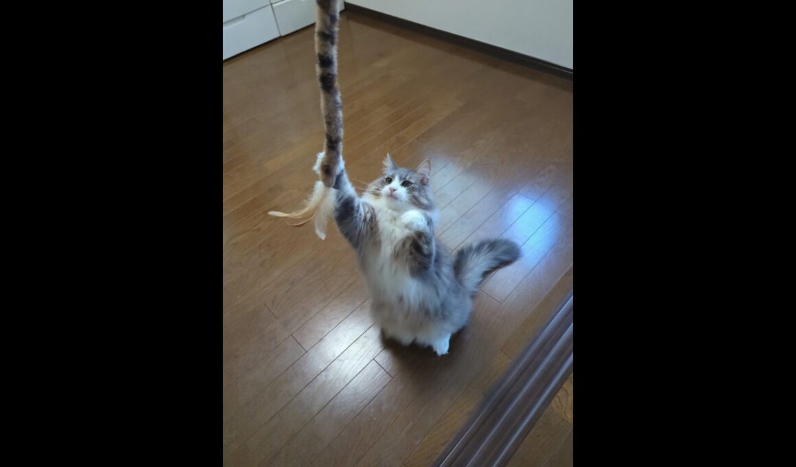 ネコパンチダイエットに励むノルウェージャンフォレストキャット