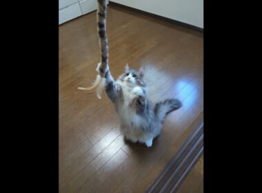 ネコパンチダイエットに励むノルウェージャンフォレストキャット