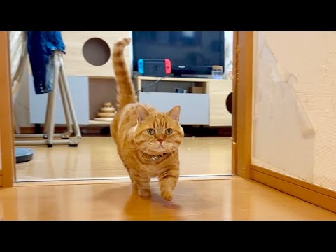 表情は真剣、足取りは軽やかにパパについてまわるマンチカンの茶々くん。