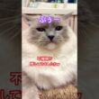 【anela】ラグドールさん下手すぎてこんな顔になってしまいました#猫 #shorts