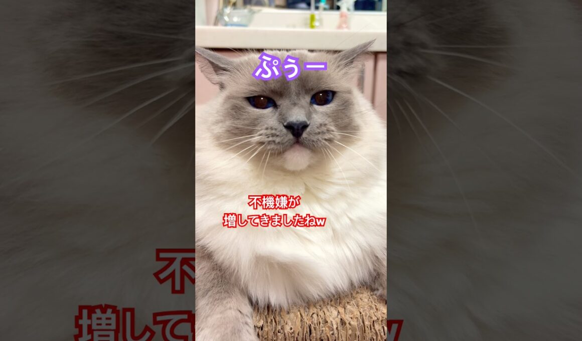 【anela】ラグドールさん下手すぎてこんな顔になってしまいました#猫 #shorts