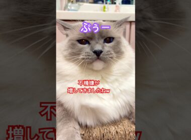 【anela】ラグドールさん下手すぎてこんな顔になってしまいました#猫 #shorts