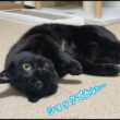 猫史上ケンカ最弱の黒猫みくり、子猫に負けた腹いせに最強猫の寝込みを襲う