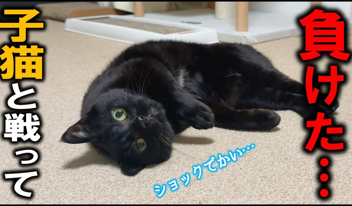 猫史上ケンカ最弱の黒猫みくり、子猫に負けた腹いせに最強猫の寝込みを襲う