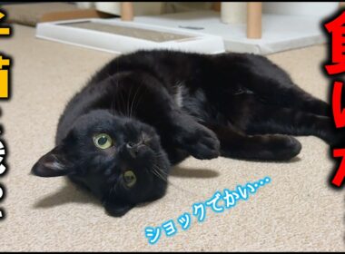 猫史上ケンカ最弱の黒猫みくり、子猫に負けた腹いせに最強猫の寝込みを襲う