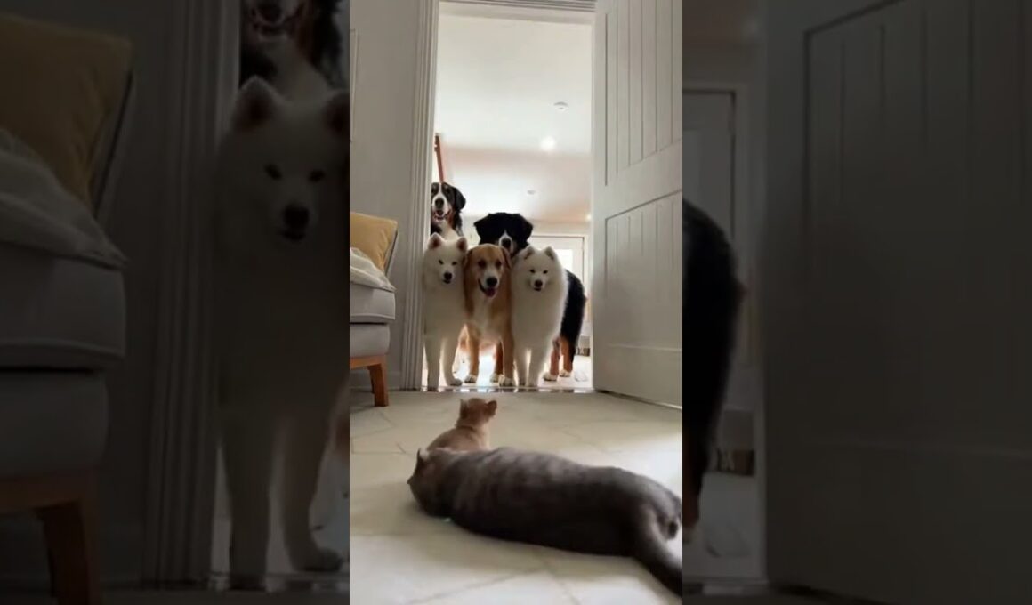 スコティッシュフォールドがチワワの子犬に猫パンチしていると・・ #猫大好き #かわいい猫 #チワワ