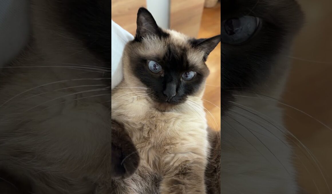 抱っこされているシャム猫のふくさん【たぬき猫】 #cat #しゃむねこ #猫のいる暮らし #猫好きさんと繋がりたい #ねこ #cutecat #cat