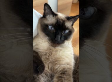 抱っこされているシャム猫のふくさん【たぬき猫】 #cat #しゃむねこ #猫のいる暮らし #猫好きさんと繋がりたい #ねこ #cutecat #cat