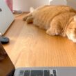 【最高金賞】猫好きが選ぶ『理想の職場』No.1