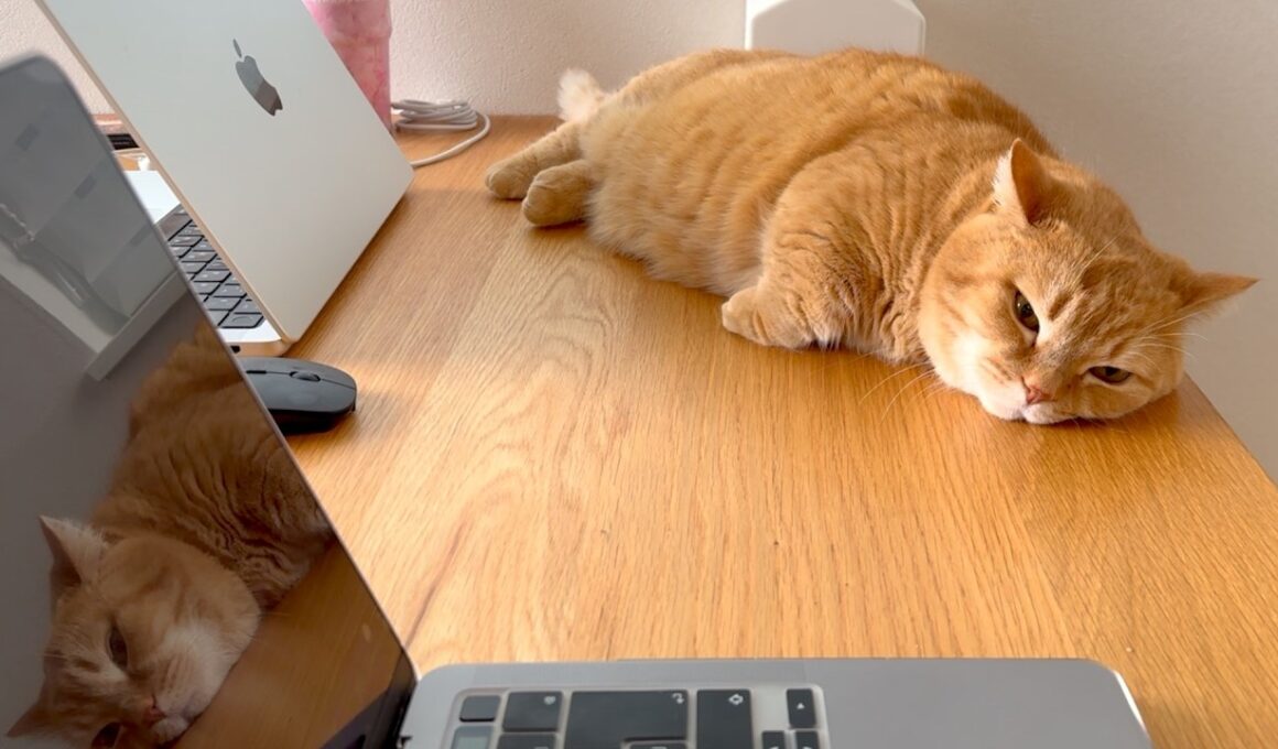【最高金賞】猫好きが選ぶ『理想の職場』No.1