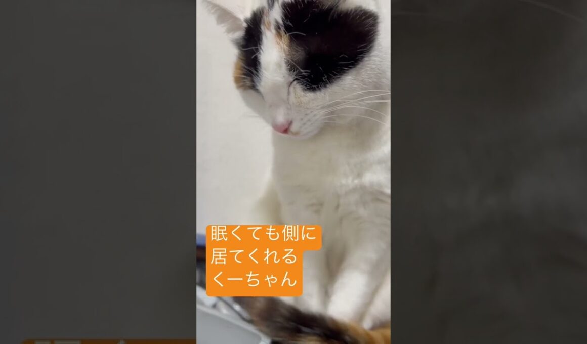 あ〜眠い💤だけど、そばにいてくれるくくる姫さま😻　#shorts