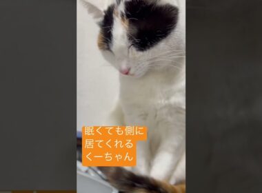 あ〜眠い💤だけど、そばにいてくれるくくる姫さま😻　#shorts