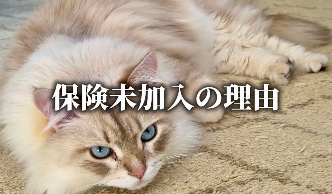 サイベリアンにペット保険は必要？入っていない我が家の考え