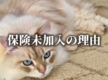 サイベリアンにペット保険は必要？入っていない我が家の考え