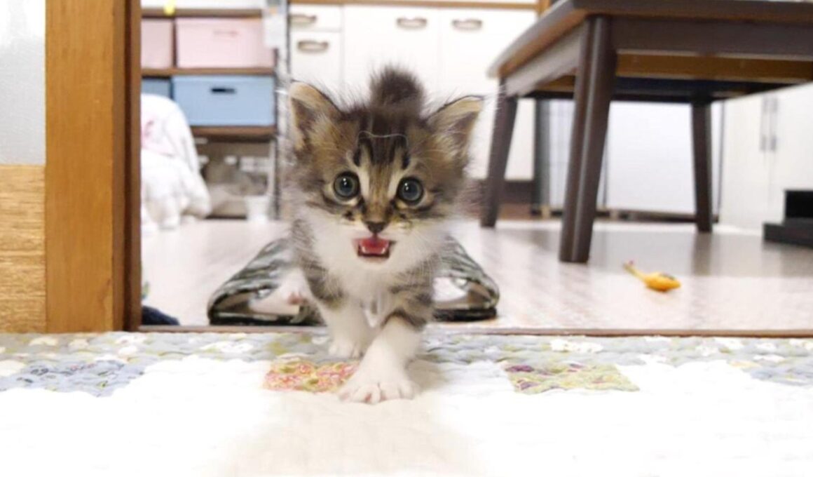 ミルクの準備をお願いしますと、赤ちゃん子猫がカワイイ鳴き声でお膝の上にやって来る？【赤ちゃん猫　保護猫】