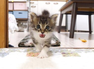 ミルクの準備をお願いしますと、赤ちゃん子猫がカワイイ鳴き声でお膝の上にやって来る？【赤ちゃん猫　保護猫】
