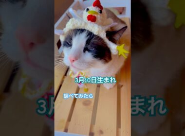 自分と同じ誕生日の有名人って調べてみたらぁ  #shorts #cat #猫のいる暮らし