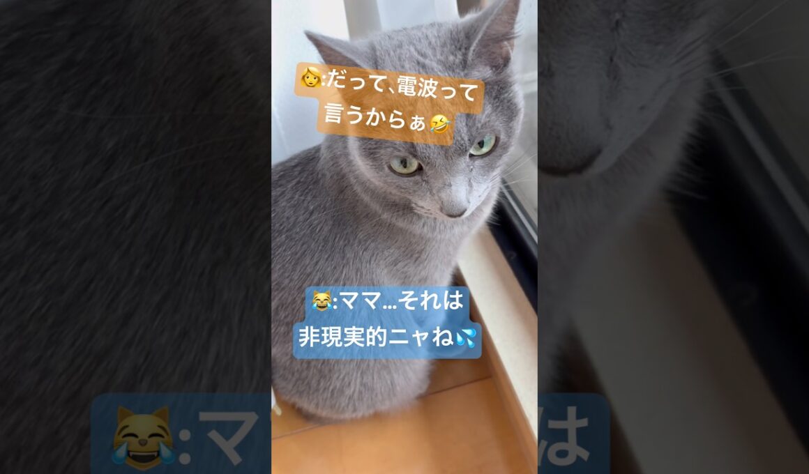 電波を受信する猫❤️ #猫 #ロシアンブルー #catshorts #shorts