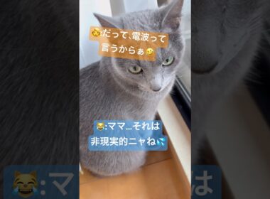 電波を受信する猫❤️ #猫 #ロシアンブルー #catshorts #shorts