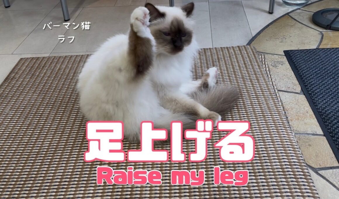 バーマン猫ラフ【足上げる】Raise my leg（バーマン猫）Birman/Cat