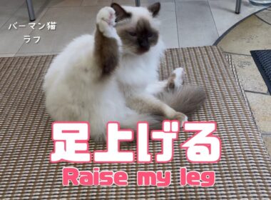 バーマン猫ラフ【足上げる】Raise my leg（バーマン猫）Birman/Cat