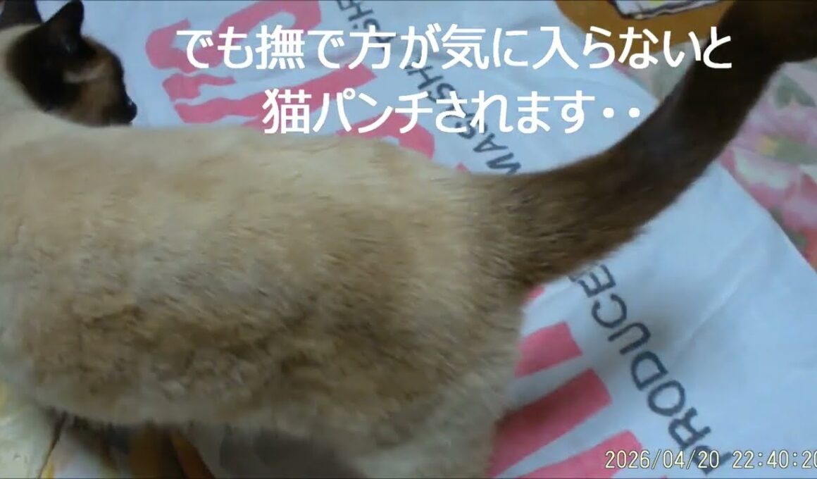 最近のシャム猫メスちゃん
