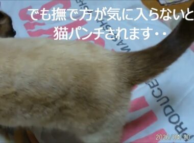 最近のシャム猫メスちゃん