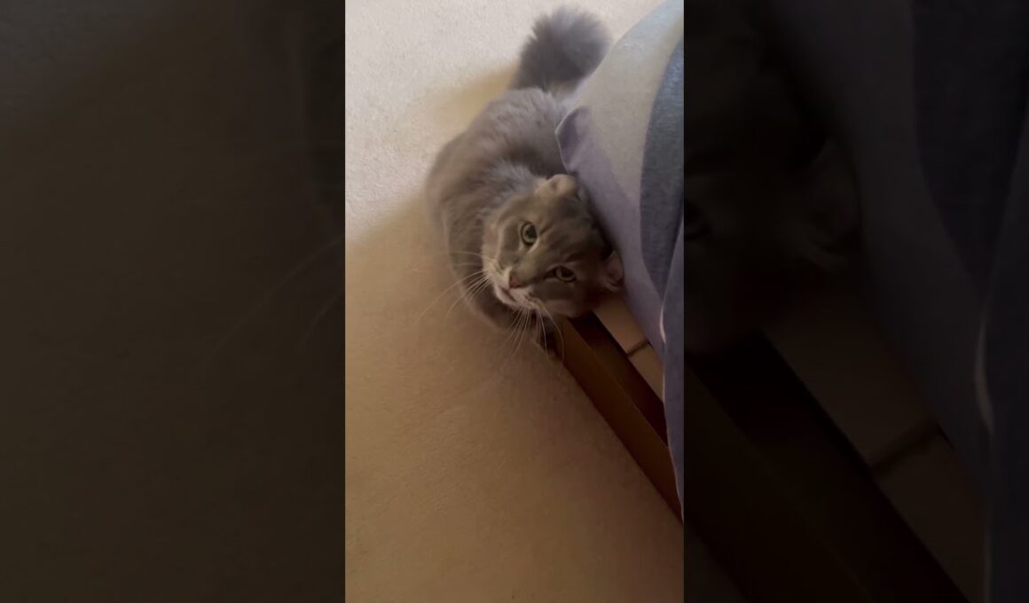 アピール #ねこ動画 #アメリカンカー #猫動画