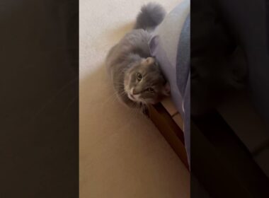 アピール #ねこ動画 #アメリカンカー #猫動画