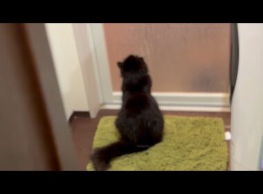 お風呂で喧嘩する姉妹を仲裁しようとする猫　ラガマフィン