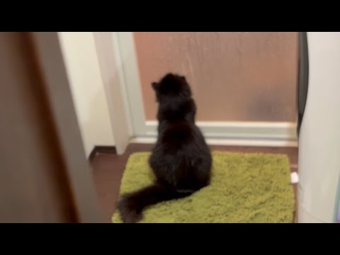 お風呂で喧嘩する姉妹を仲裁しようとする猫　ラガマフィン