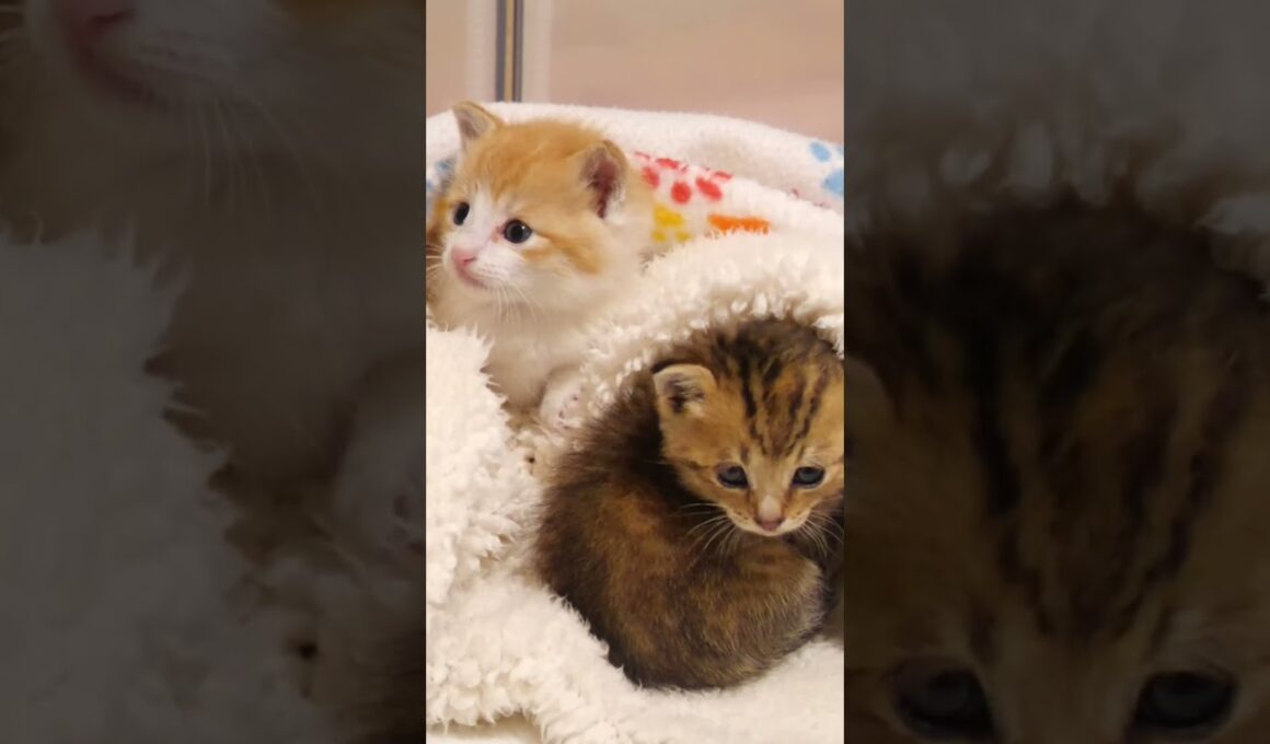 キューキューと鳴く子猫さんかわいすぎ【赤ちゃん猫　保護猫】 #gatto #kitten #子ネコ #cat #子猫 #好きな子猫 #meow #エウレカねこ部 #ねこ