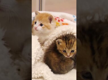 キューキューと鳴く子猫さんかわいすぎ【赤ちゃん猫　保護猫】 #gatto #kitten #子ネコ #cat #子猫 #好きな子猫 #meow #エウレカねこ部 #ねこ
