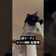 胡ヨ如意棒 #cat #にゃんグラム #セルカークレックス #ブリティッシュショートヘア