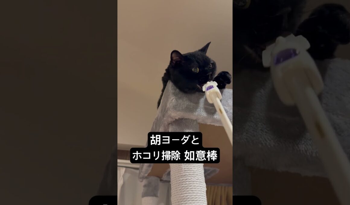胡ヨ如意棒 #cat #にゃんグラム #セルカークレックス #ブリティッシュショートヘア