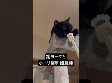 胡ヨ如意棒 #cat #にゃんグラム #セルカークレックス #ブリティッシュショートヘア
