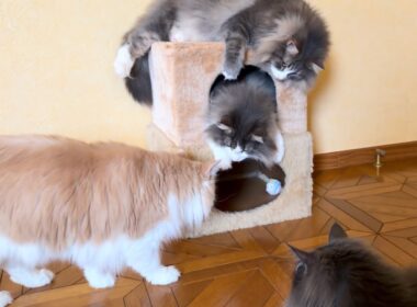 【仲良し兄弟❤︎】ふたりで垂れ猫になっちゃった兄弟がカワイイ💕ノルウェージャンフォレストキャットとターキッシュアンゴラ