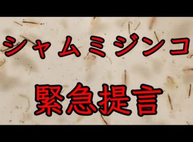 【めだか】シャムミジンコに思うこと