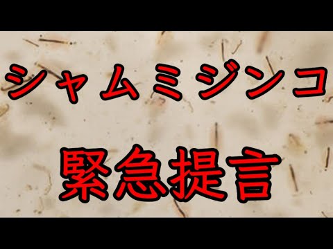【めだか】シャムミジンコに思うこと