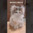 様子がおかしい時のパリス🫣 #ノルウェージャンフォレストキャット #猫 #cat