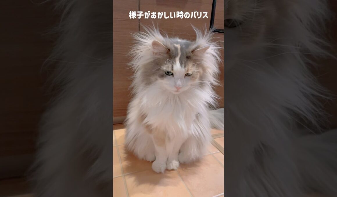 様子がおかしい時のパリス🫣 #ノルウェージャンフォレストキャット #猫 #cat