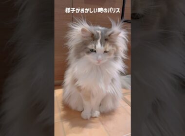 様子がおかしい時のパリス🫣 #ノルウェージャンフォレストキャット #猫 #cat